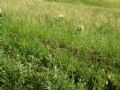 Achillea millefolium